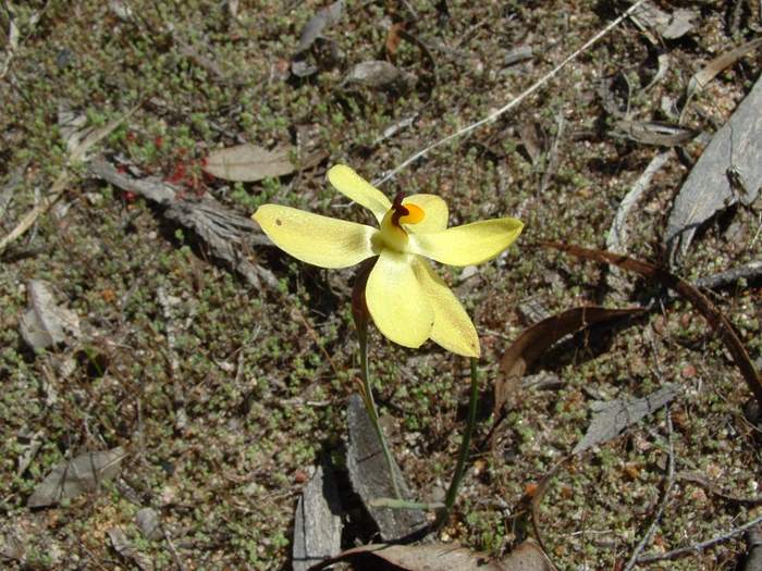 Thelymitra - orchidaceae_vanilla_05.jpg